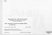 Ravenelia leucaenae-microphyllae image